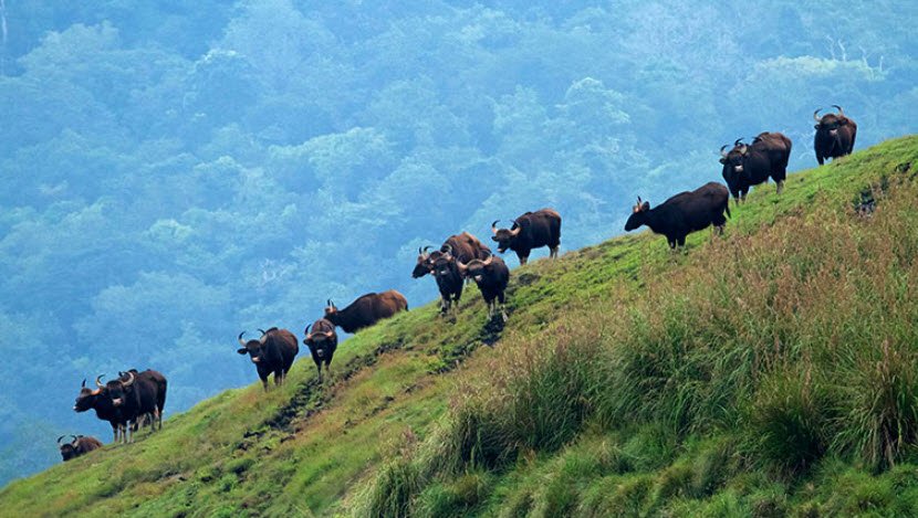 Periyar Wildlife Sanctuary, Idukki, Kerala - Vushii.com Periyar Wildlife Sanctuary, Idukki, Kerala - Vushii.com